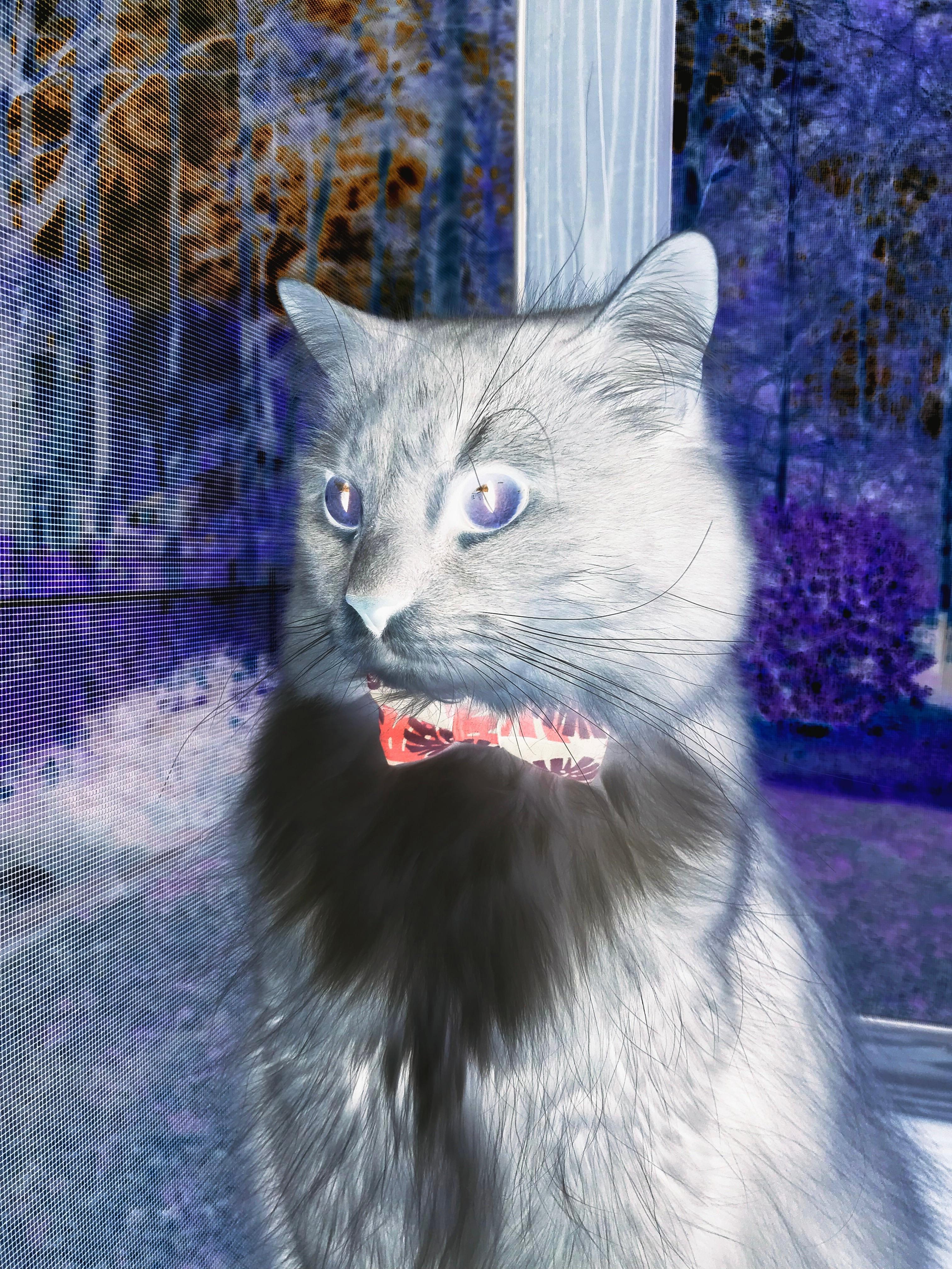 _老虎般的猛龙，鏖战到底笑到最后_，迅猛的老虎