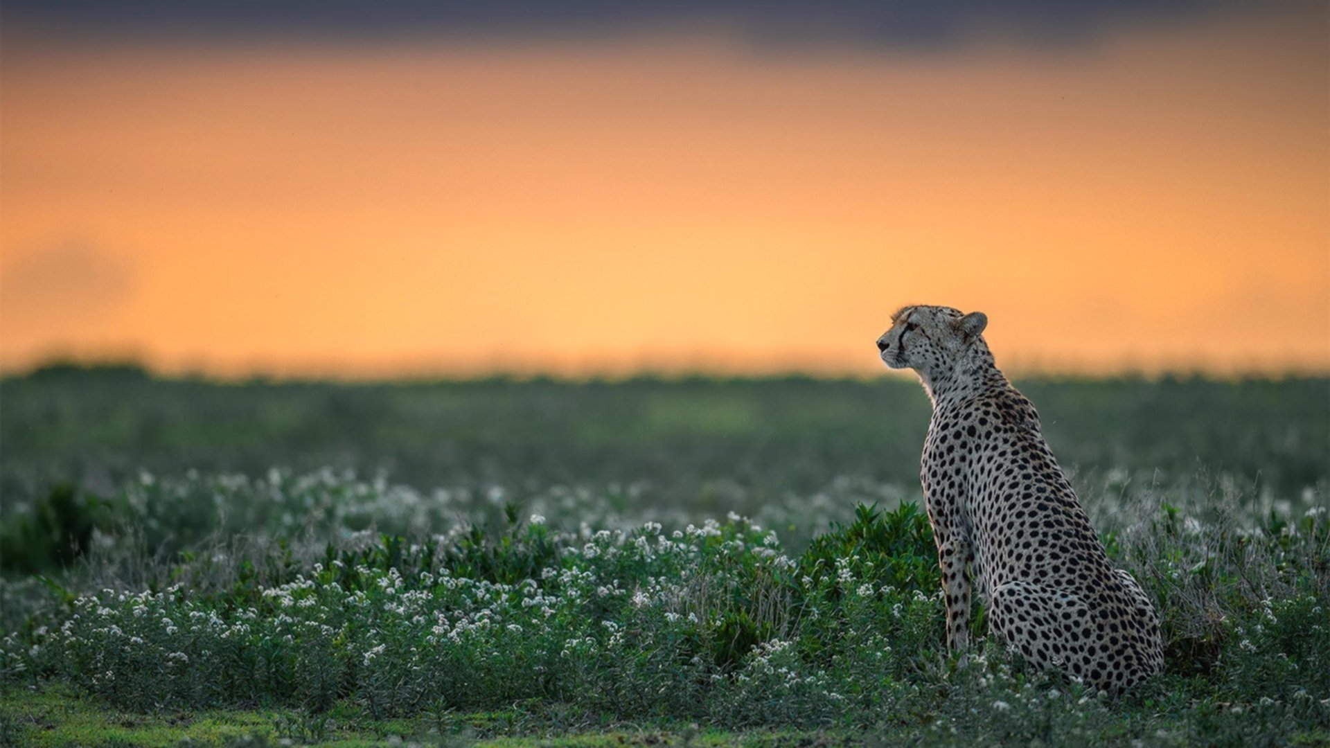 开云 官网 入口-坦克世界联盟杯倒计时，坦克英雄争夺冠军