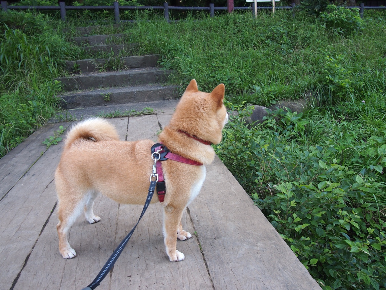 开云网页版登录入口-数字科技推动中国篮球“智慧场馆”全面普及，智能化篮球场